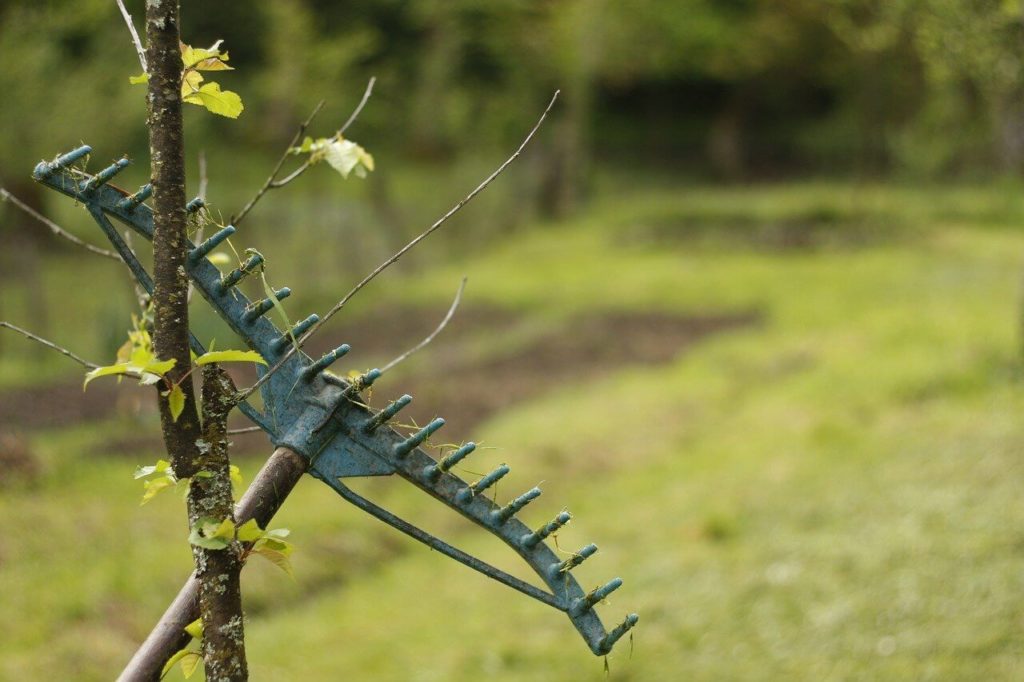 a spider on a tree branch